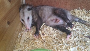 A All Animal Control Tampa FL Opossum Removal Tampa