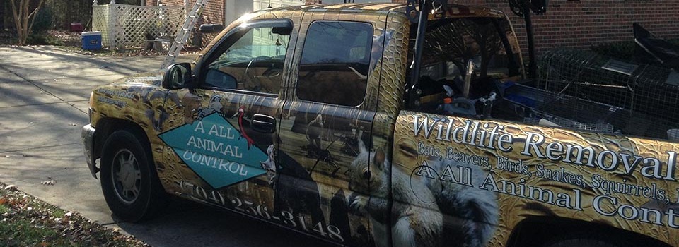 A All Animal Control Charlotte NC Pest Wildlife Removal Charlotte, York