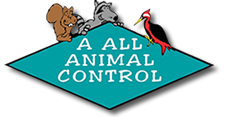 Denver Animal Removal Wildlife Control Nationwide Service Not Your Area A All Animal Control