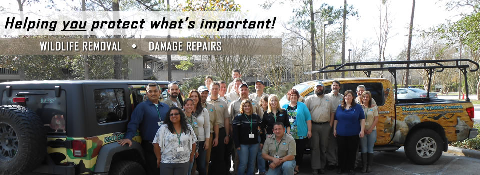 Animal Removal & Control Houston TX - AAAC Wildlife Removal