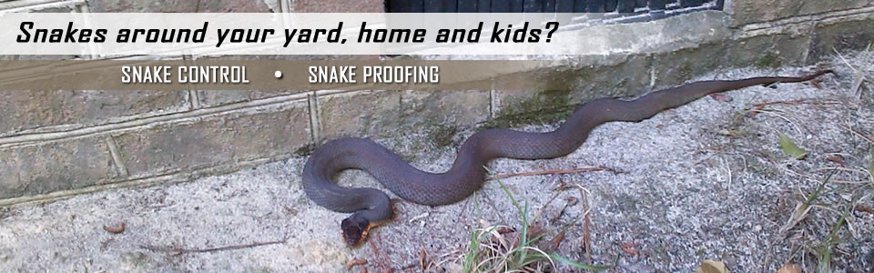 snake-control-slider-960x300.jpg