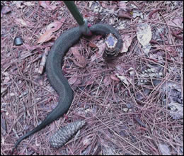 snake control snake removal kansas city kansas snakes in kansas