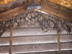 bat control bat removal madison alabama bats in the attic