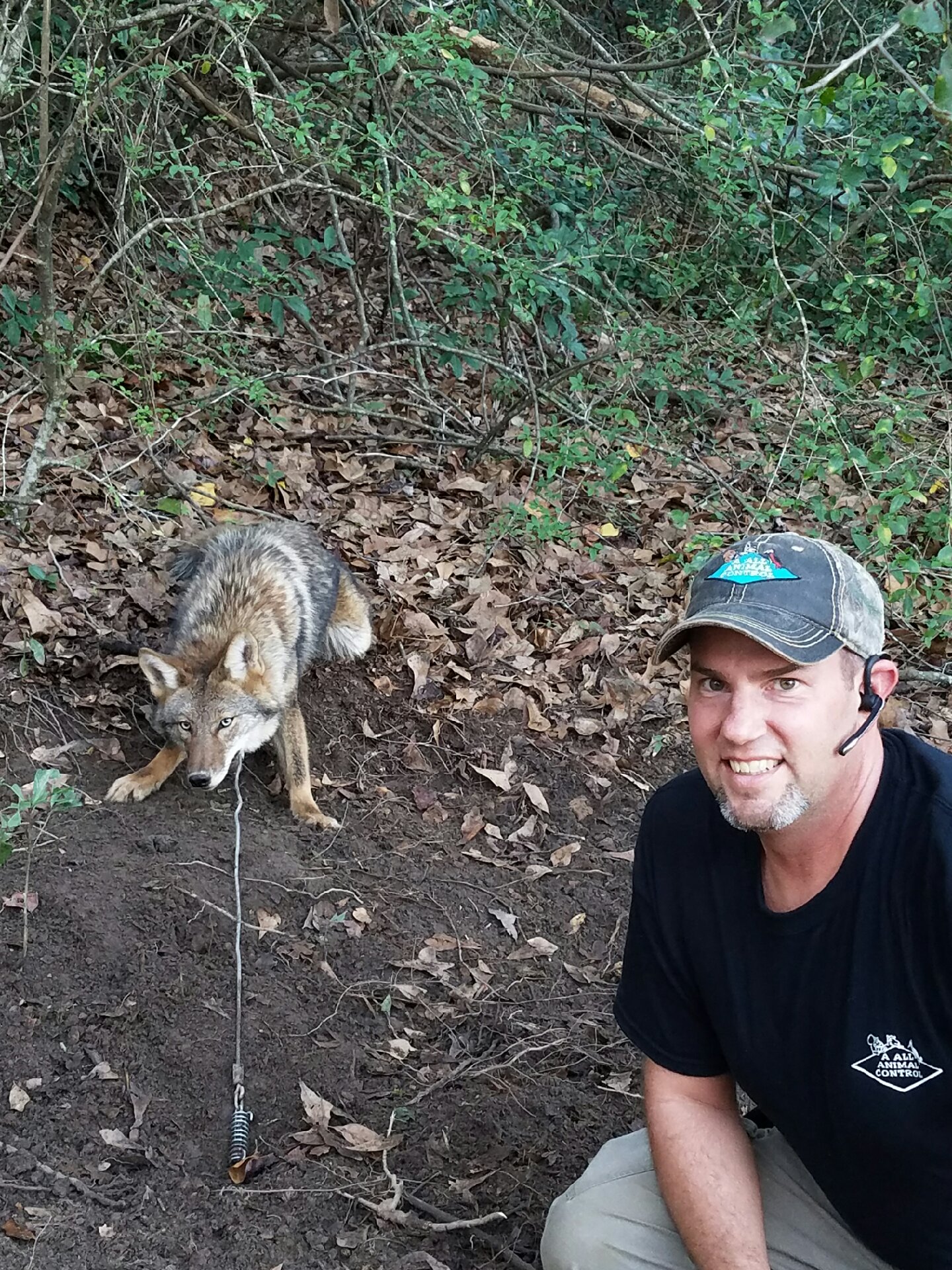 Coyote Removal & Control Mobile AL AAAC Wildlife Removal
