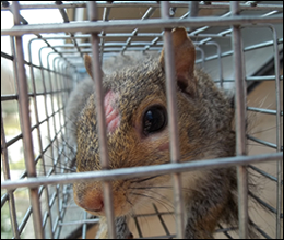 A All Animal Control Squirrel Removal Galveston Squirrel Control Galveston
