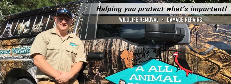 Wildlife Removal | Damage Repairs | Orlando, FL.