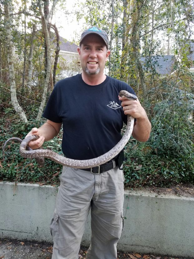 Snake Removal & Control Pensacola FL AAAC Wildlife Removal