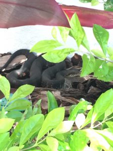 Banded Water Snake Often Mistaken for Cottonmouth