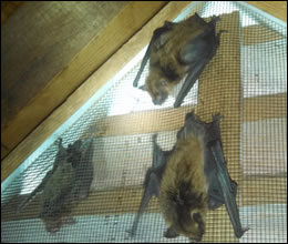 A All Animal Control Bat Removal Tomball Bat Control