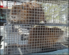 Residential and Commercial wildlife removal