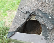 Damage repairs, Wildlife Damage prevention